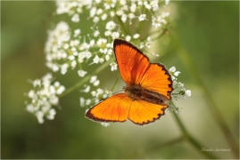 <p>OHNIVÁČEK CELÍKOVÝ (Lycaena virgaureae) Slovensko - Volovské vrchy ---- /Scarce copper - Dukatenfalter/</p>